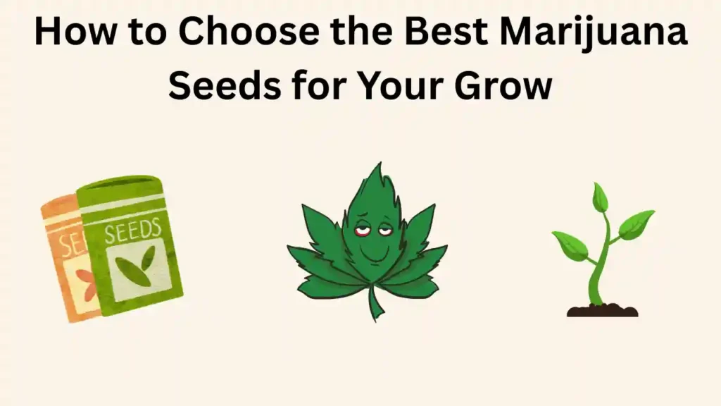 Addaheading-2025-06-02T195003.226-ezgif.com-png-to-webp-converter-1024x576 Shop marijuana seeds online for top quality and fast delivery
